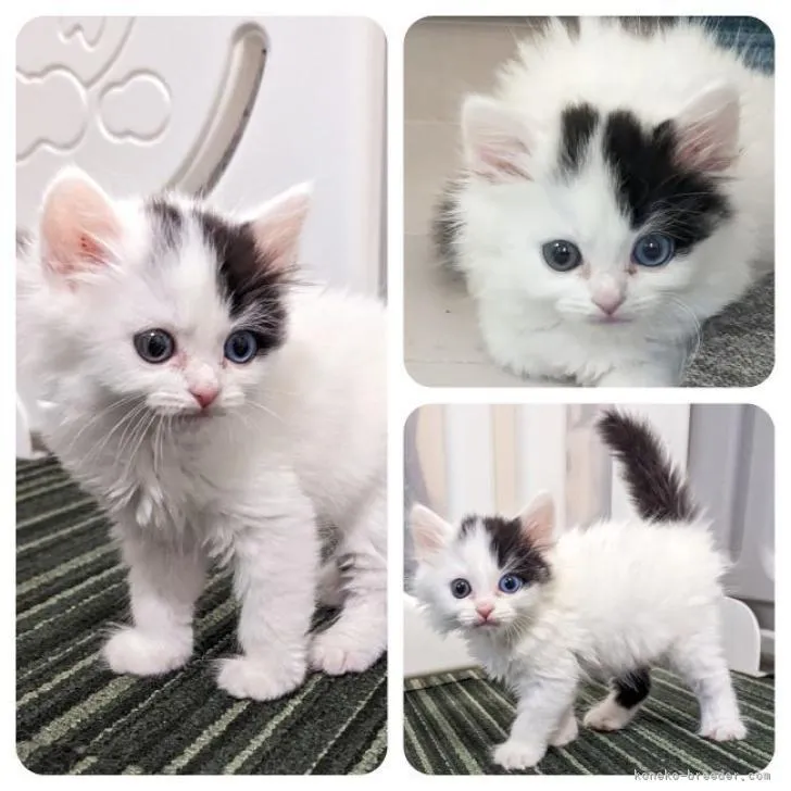 ID:2302-01401の子猫