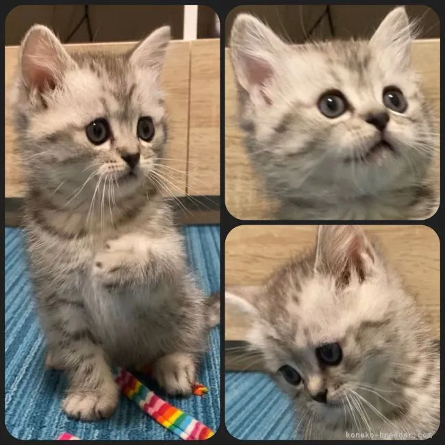 ID：2112-00776の子猫