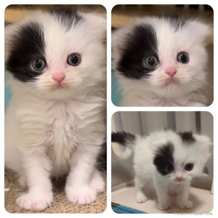 ID：2303-01993の子猫