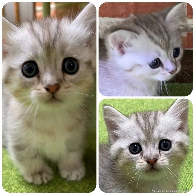 ID：2003-00777の子猫