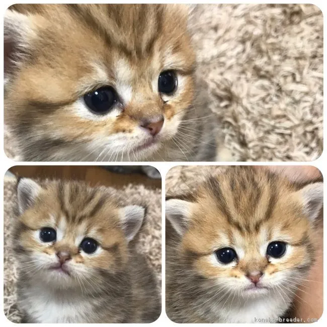 ID：1812-00195の子猫