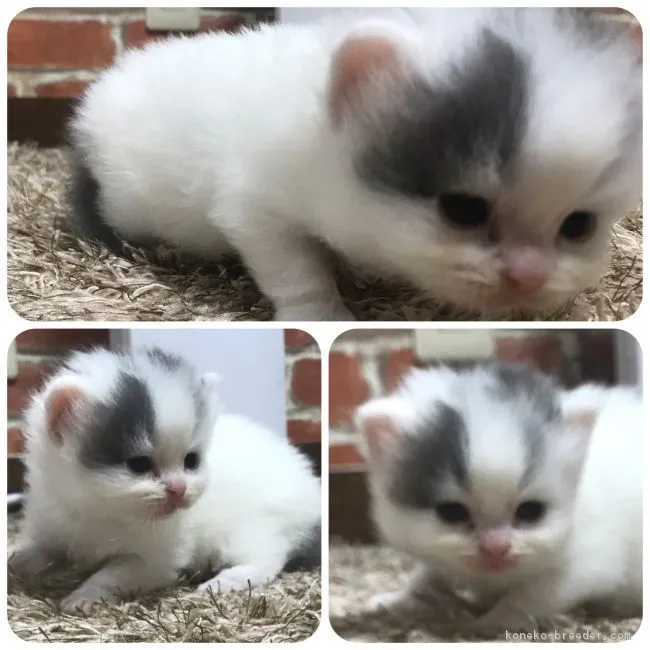 ID:1812-00382の子猫