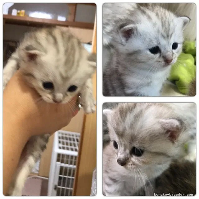 ID：1708-00159の子猫