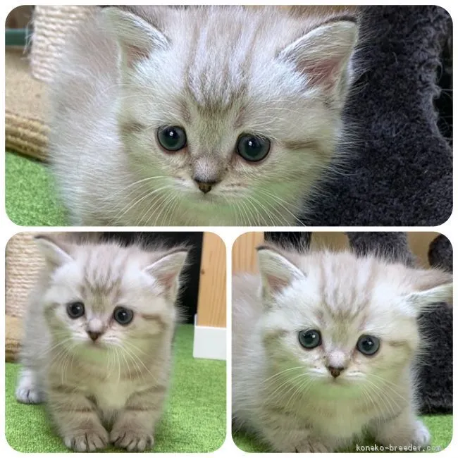 ID:2009-00104の子猫