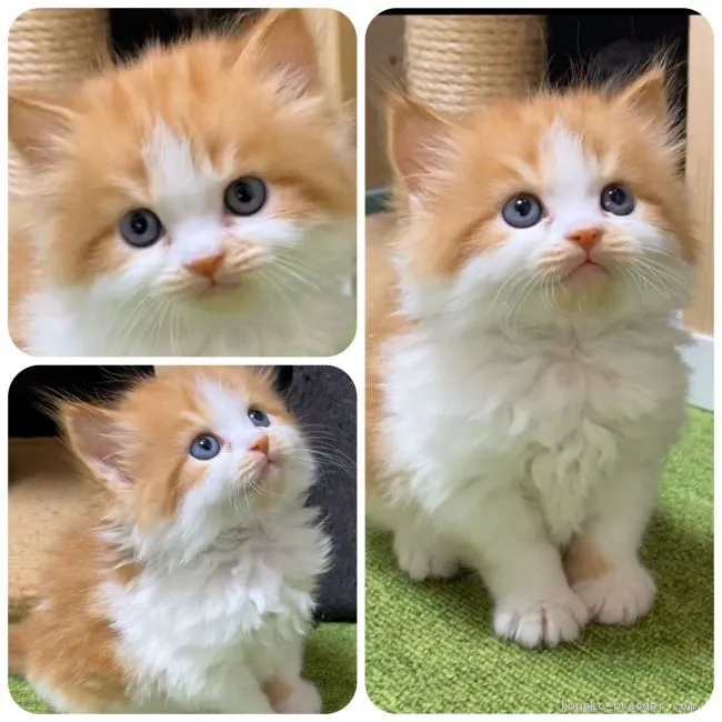 ID：2002-00301の子猫