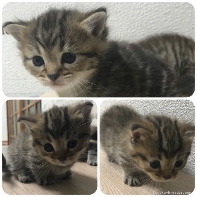 ID:1711-00568の子猫