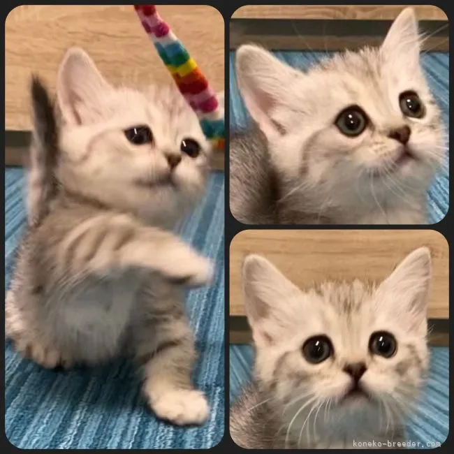 ID:2112-00777の子猫