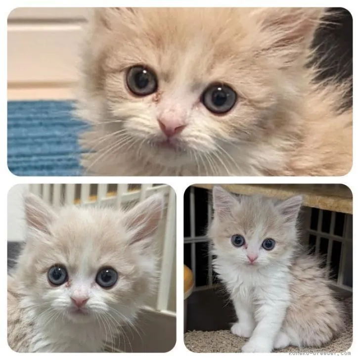 ID:2302-01400の子猫