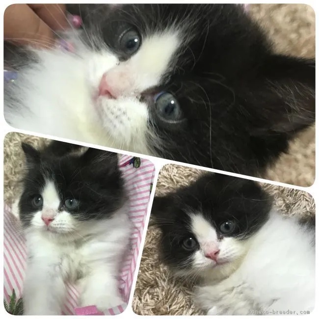チコちゃん 様のお迎えした子猫