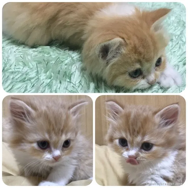 コウジ 様のお迎えした子猫