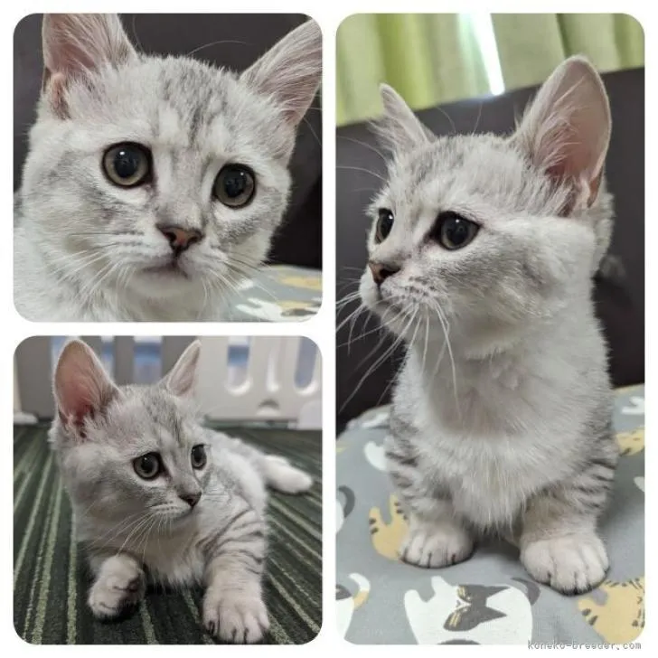 ID：2301-00192の子猫