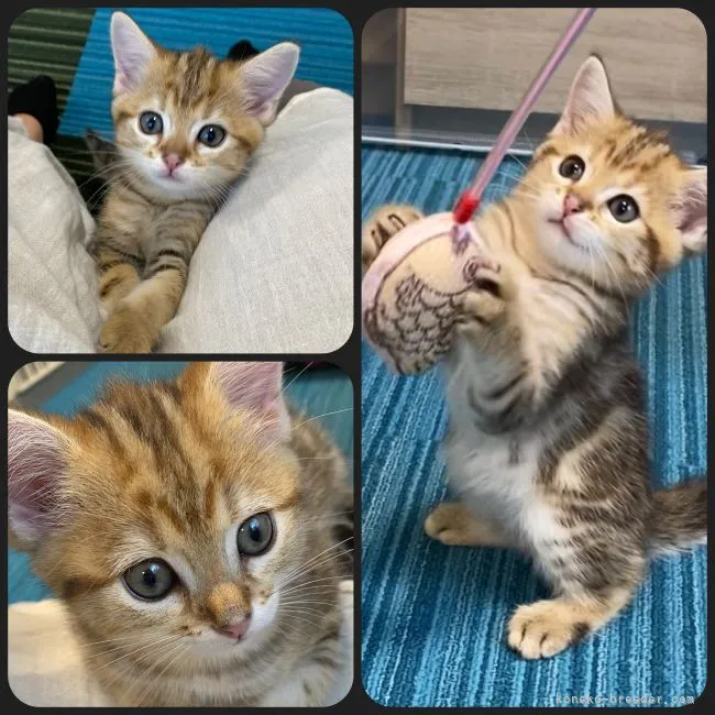 ID：2106-02410の子猫