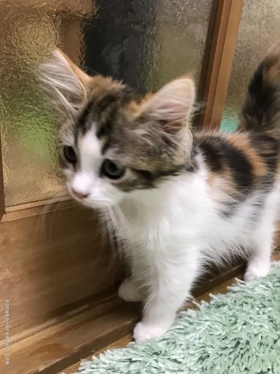 ID:1610-00914の子猫