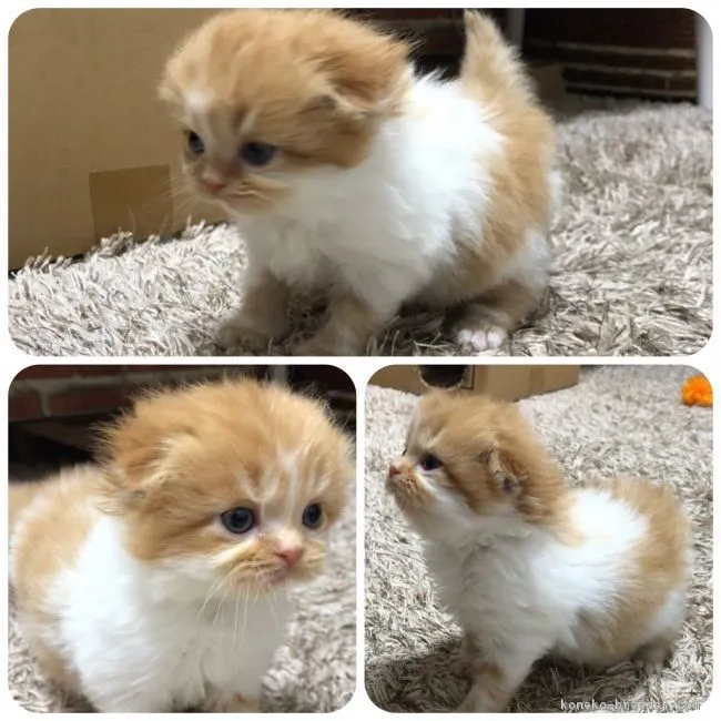 ID：1901-00549の子猫