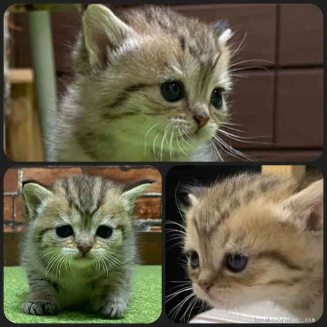 ID:2012-00854の子猫