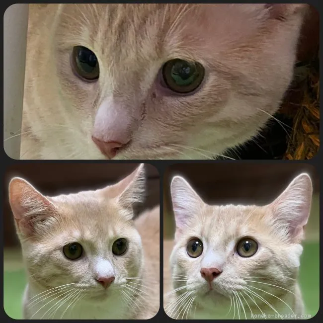brevis 様のお迎えした子猫