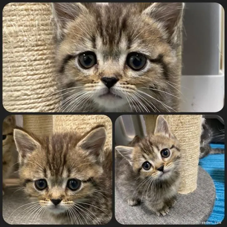 ID:2209-02147の子猫