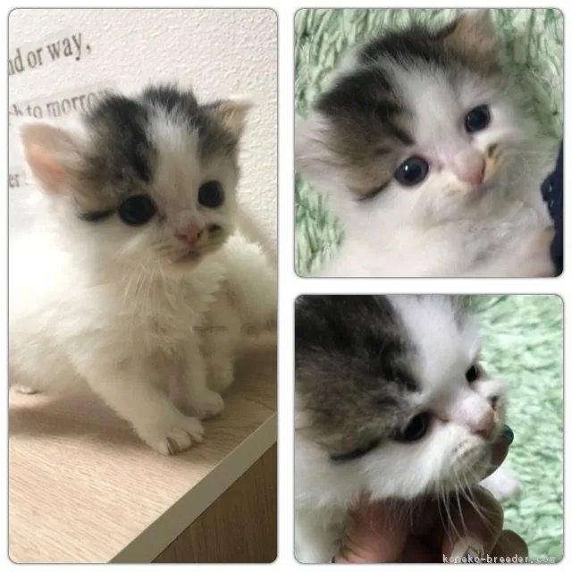 ID:1708-00172の子猫