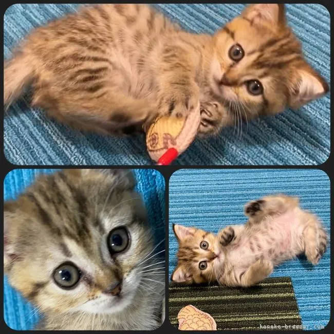 ID：2107-01040の子猫