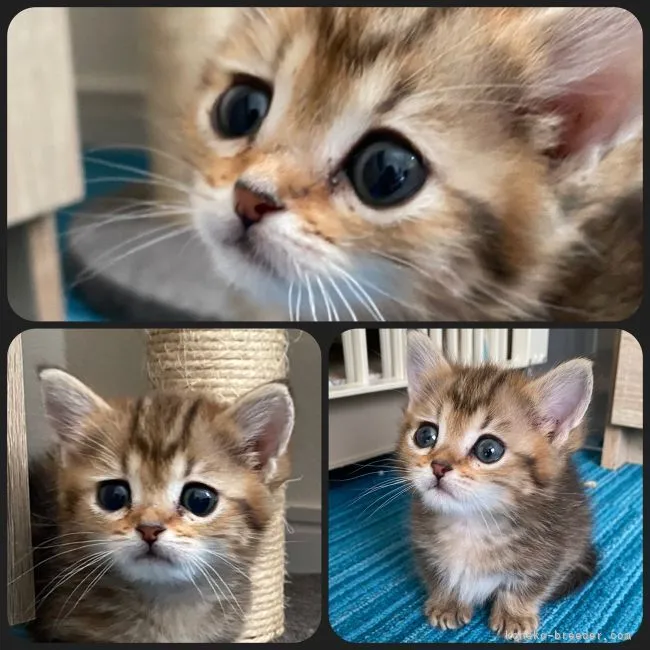 ID：2202-01841の子猫