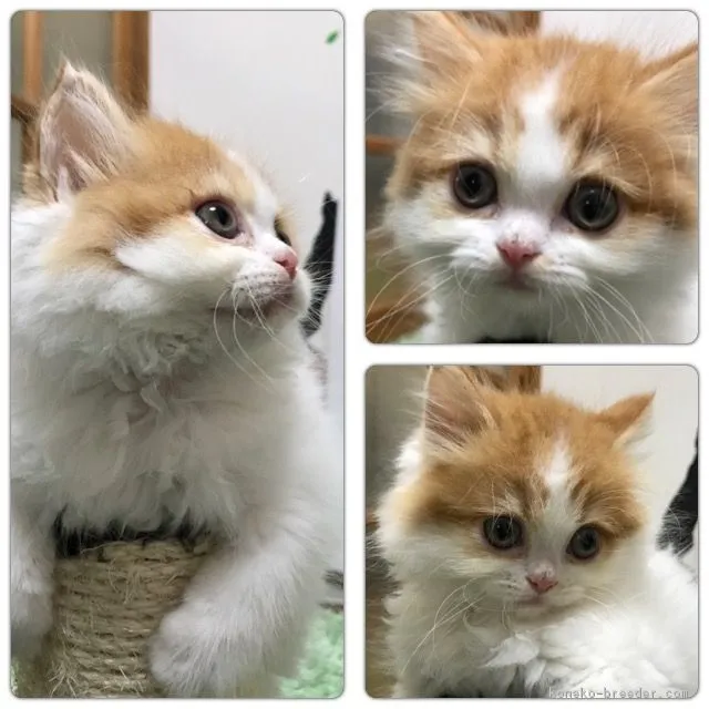 ID:1709-00899の子猫