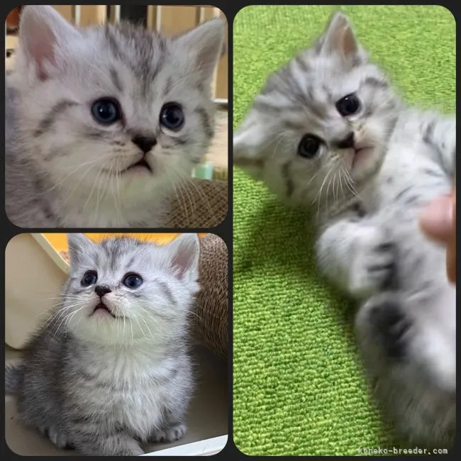 ID:2103-01259の子猫