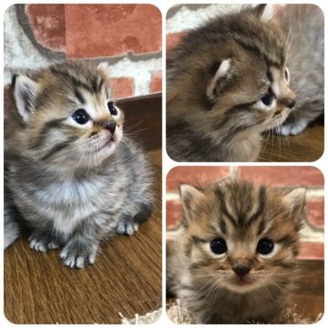 マンチカン(短足)【兵庫県・男の子・2018年11月13日・ブラウンマッカレルタビー】の写真「短足ちゃん」
