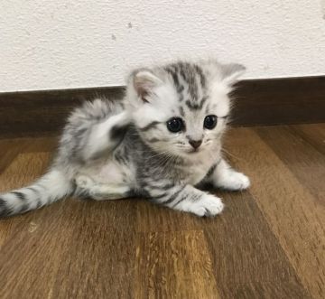 マンチカン【兵庫県・男の子・2017年3月27日・シルバーマッカレルタビー】の写真「カワイイ系男子（短足）」