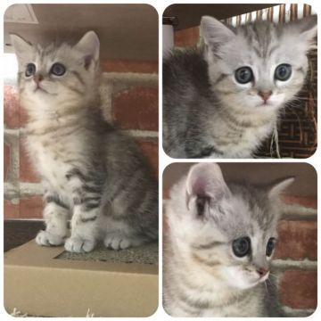 マンチカン(長足)【兵庫県・女の子・2018年2月20日・ブラウンクラッシックタビー】の写真「キラキラちゃん」
