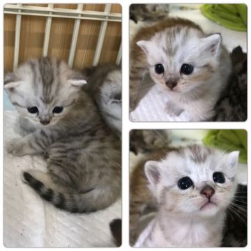 マンチカン【兵庫県・女の子・2017年7月6日・シルバーマッカレルタビー(ショートヘア)】の写真「普通足」