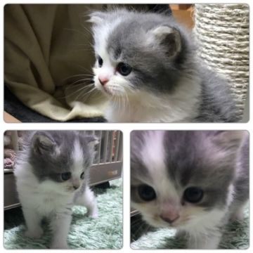 スコティッシュフォールド(立ち耳)【兵庫県・男の子・2017年7月18日・ブルー&ホワイト】の写真「なつっこいオーラ出てます。」