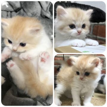 スコティッシュフォールド(立ち耳)【兵庫県・男の子・2018年3月5日・レッドタビー&ホワイト(セミロング)】の写真「レッド多め」