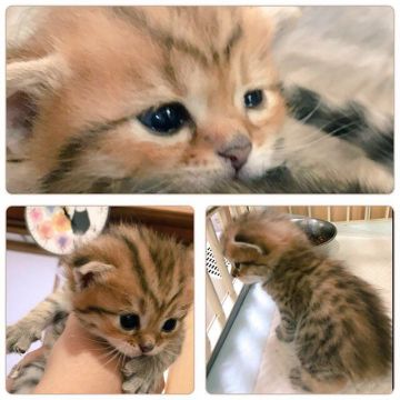 マンチカン【兵庫県・男の子・2017年7月6日・ブラウンマッカレルタビー(ショートヘア)】の写真「レッド多め。普通足。」