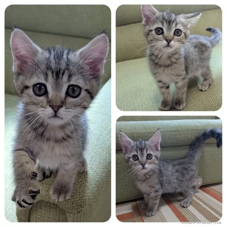 たか 様のお迎えした子猫
