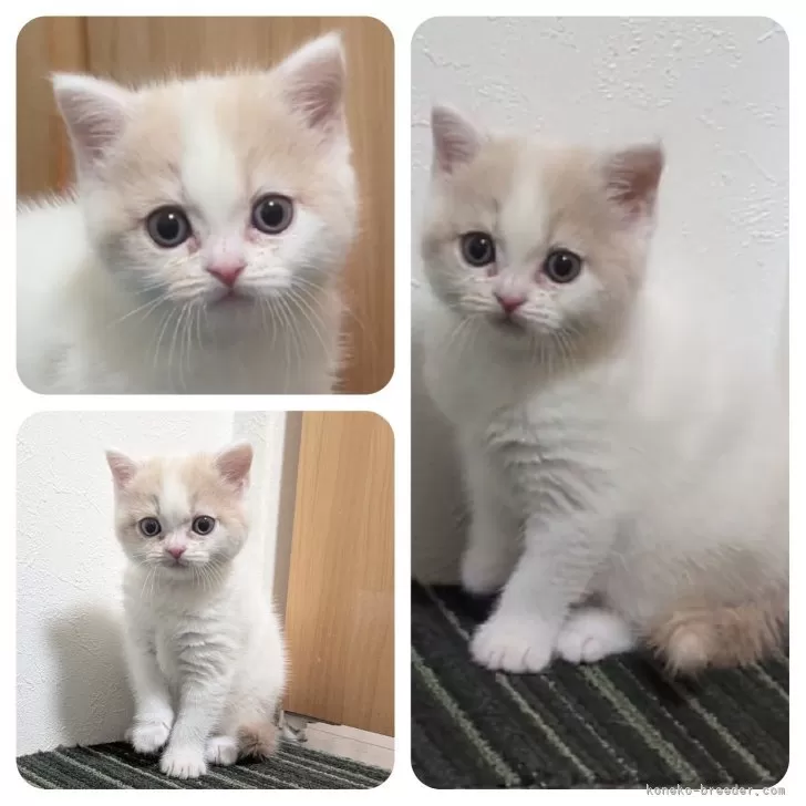 ID：2501-02662の子猫