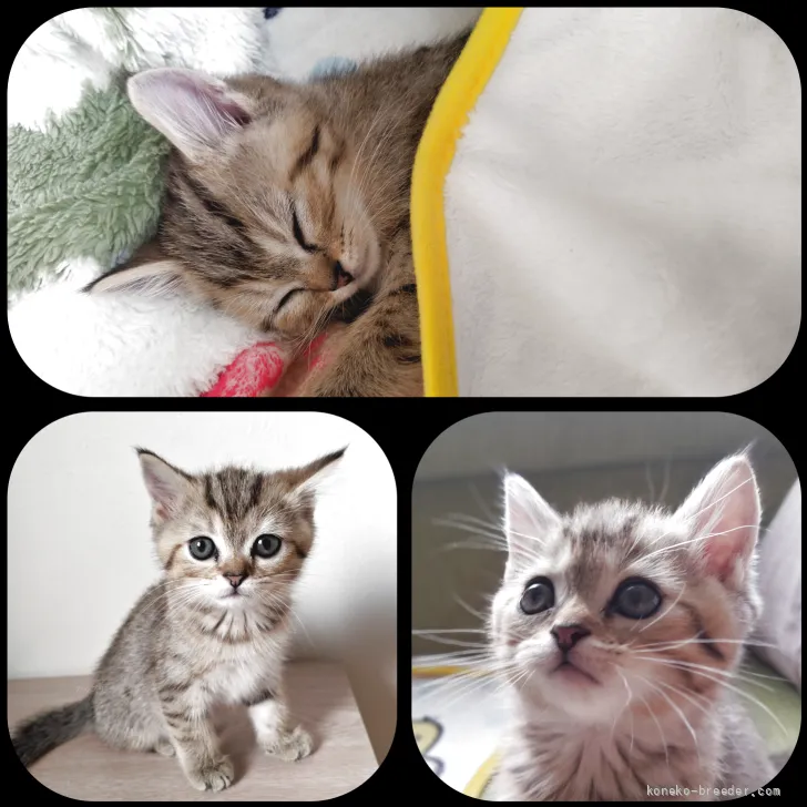 ID：2607-00634の子猫