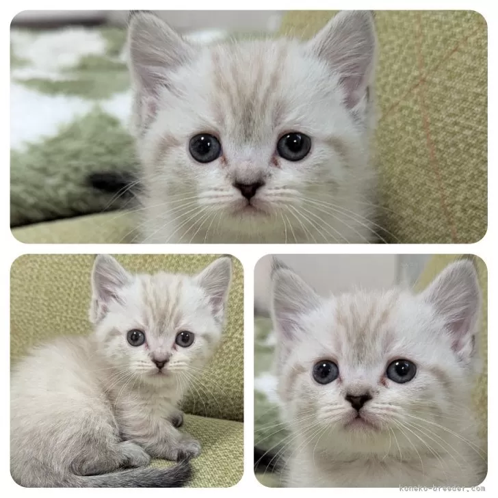 ID:2502-02007の子猫
