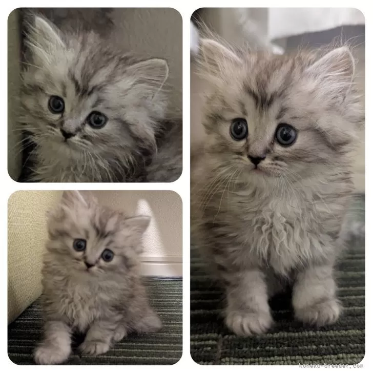 ID:2501-02674の子猫
