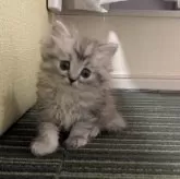 ミヌエット(長足)【兵庫県・男の子・2024年12月15日・シルバーマッカレルタビー】の写真3