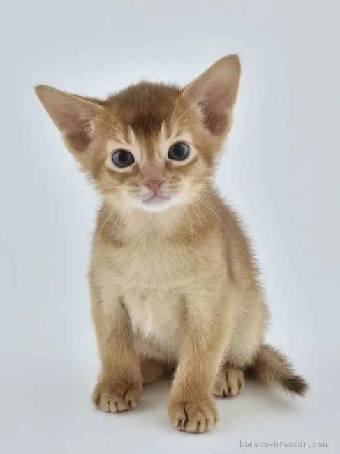 ID:1606-00817の子猫
