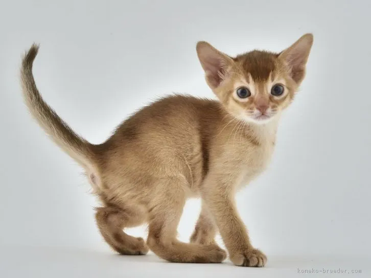 ミッチ 様のお迎えした子猫