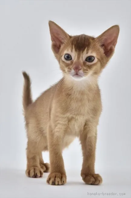 ID:1601-00071の子猫