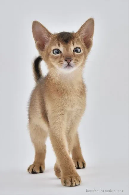 ID:1601-00068の子猫