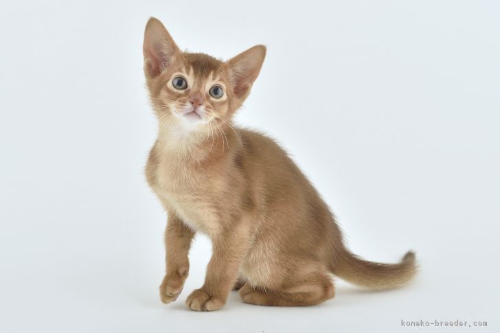 ID:1705-00839の子猫