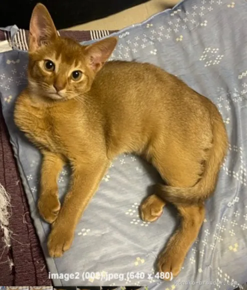 ID:2112-00686の子猫