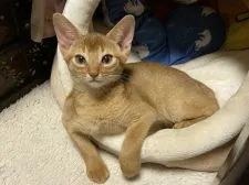 アビシニアン【東京都・男の子・2021年3月10日・レッド】の写真1