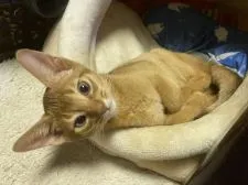 アビシニアン【東京都・男の子・2021年3月10日・レッド】の写真2