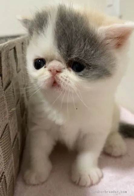 ID:2003-00586の子猫