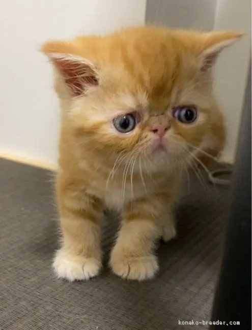 ID:2008-00764の子猫