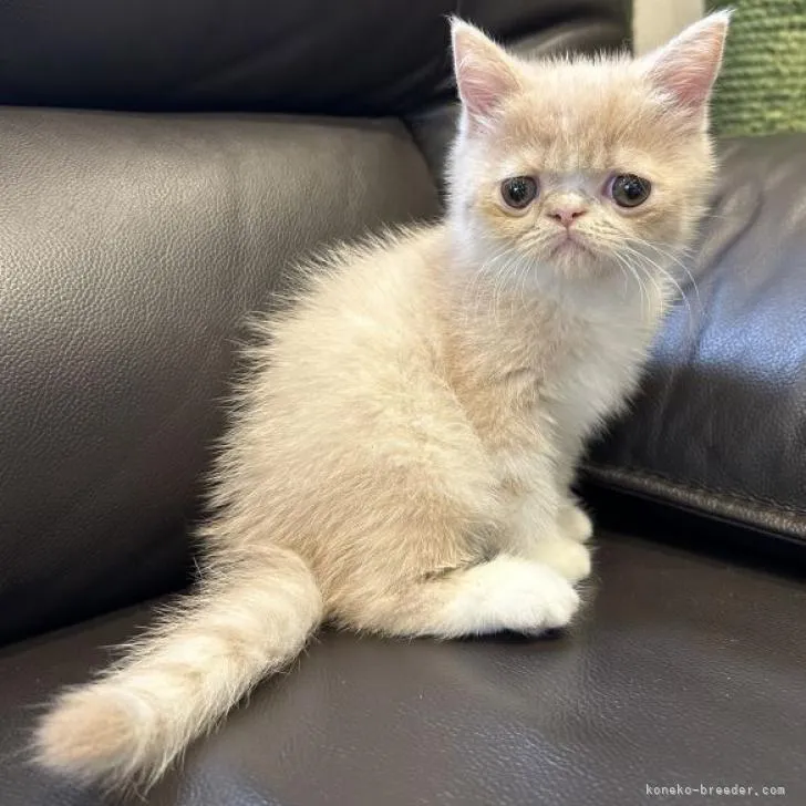 ID：2209-01103の子猫